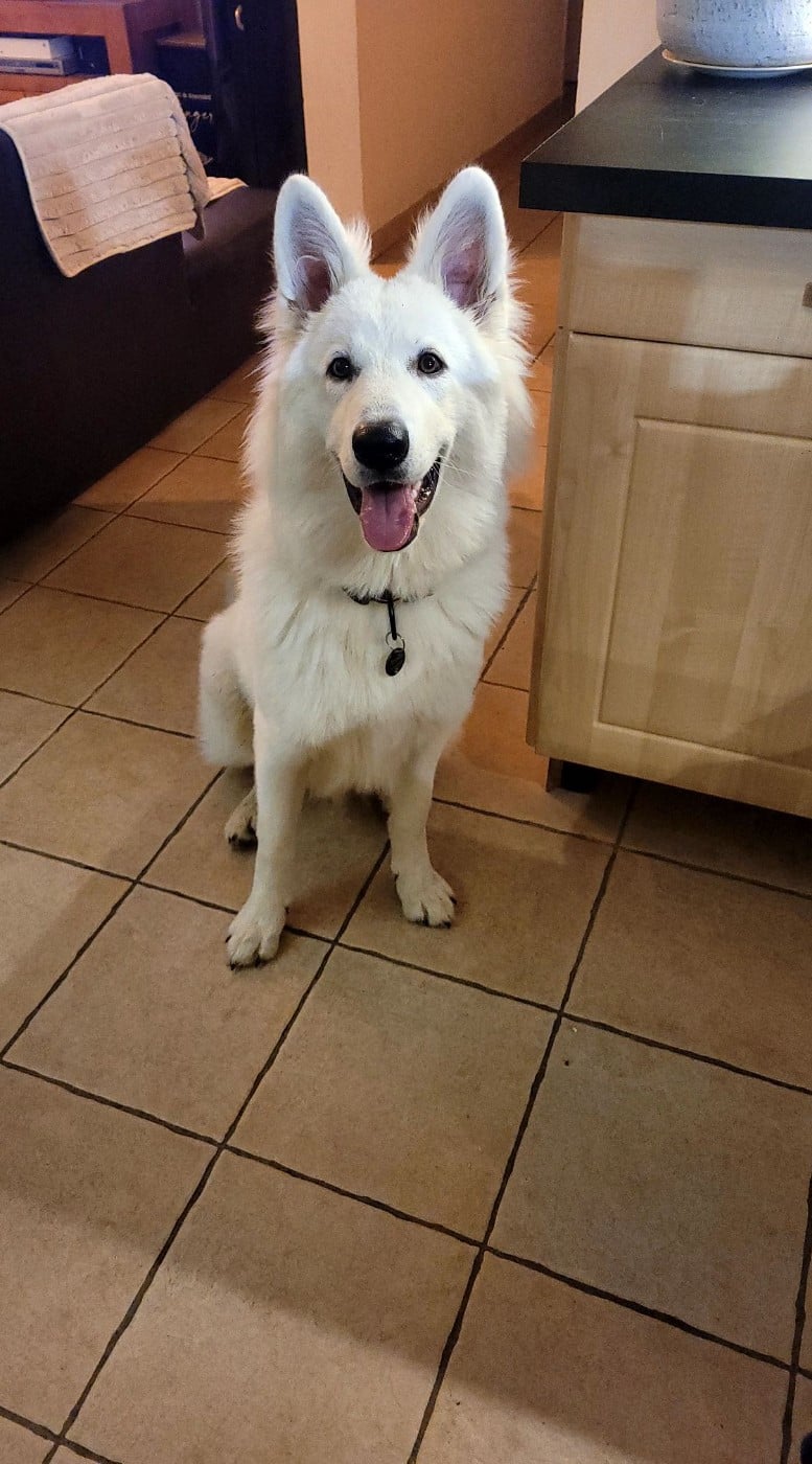 Apollo Du Moulin De Beuvry