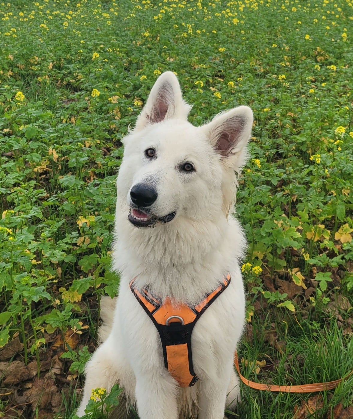 Apollo Du Moulin De Beuvry