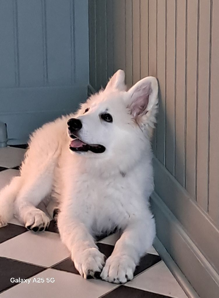 Arrow Du Moulin De Beuvry