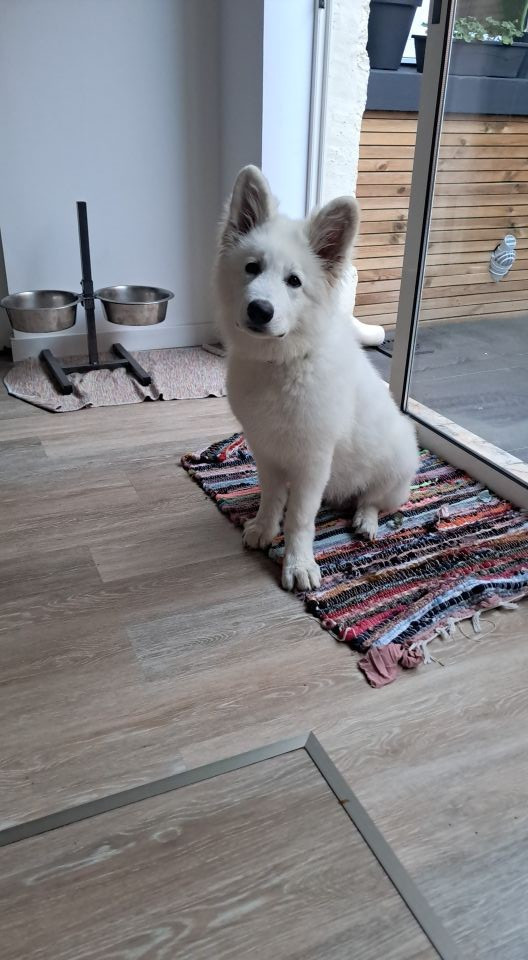 Arrow Du Moulin De Beuvry