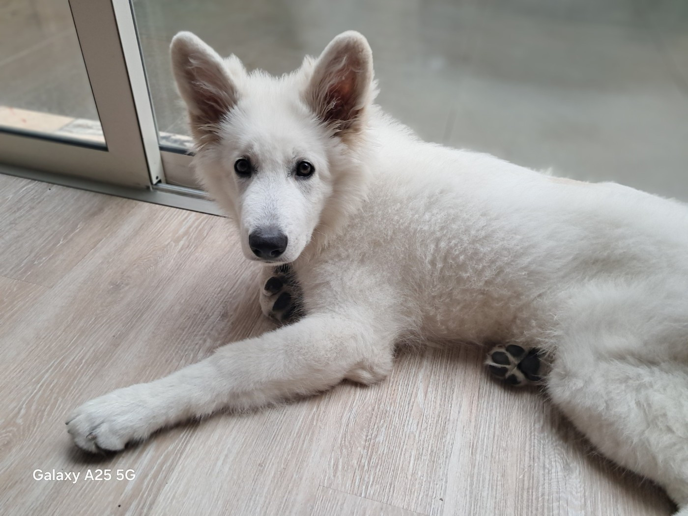 Arrow Du Moulin De Beuvry