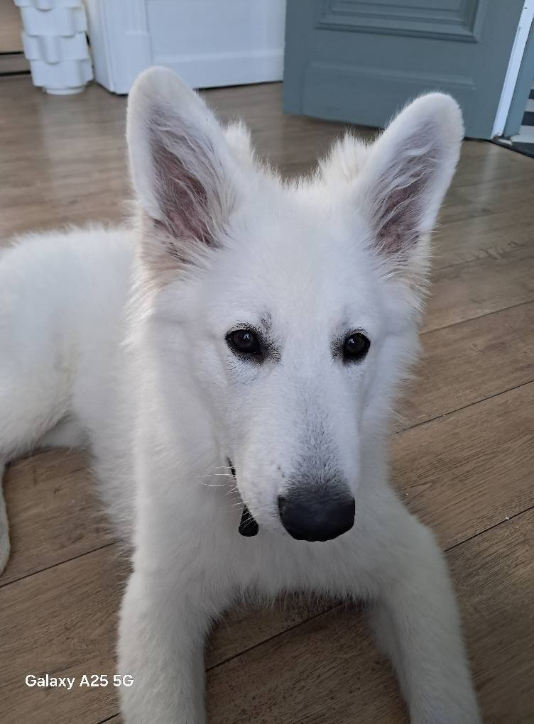 Arrow Du Moulin De Beuvry