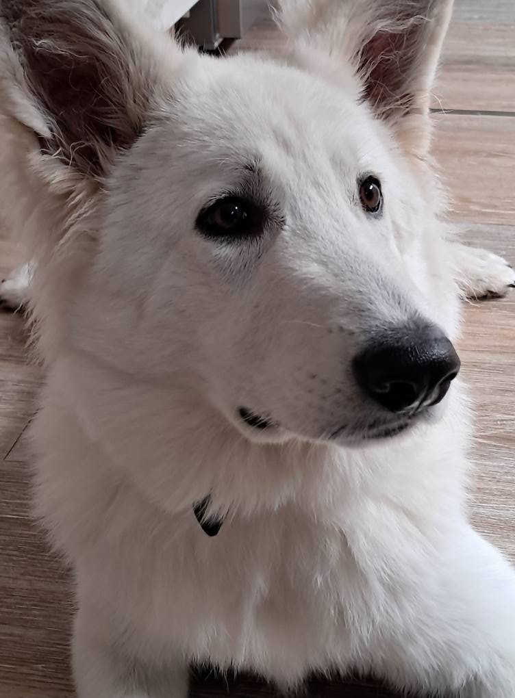 Arrow Du Moulin De Beuvry