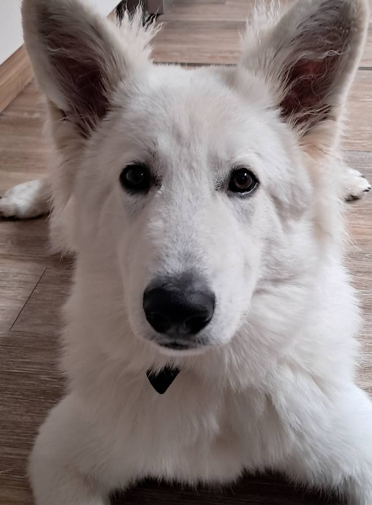 Arrow Du Moulin De Beuvry