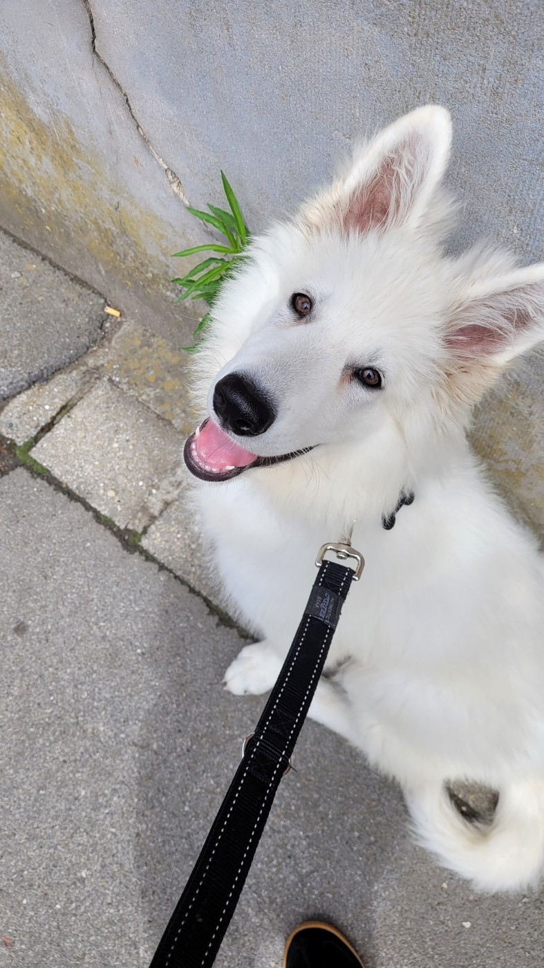 Ash Du Moulin De Beuvry