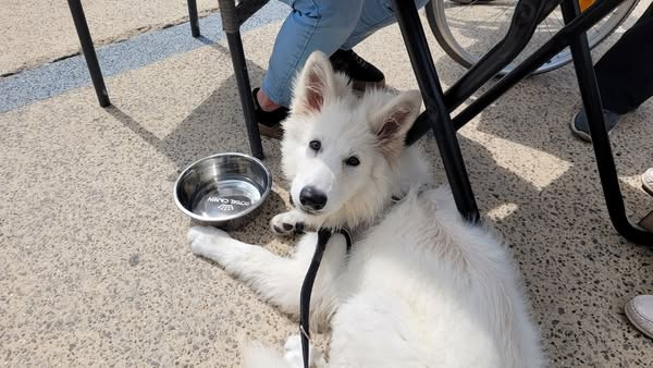 Ash Du Moulin De Beuvry