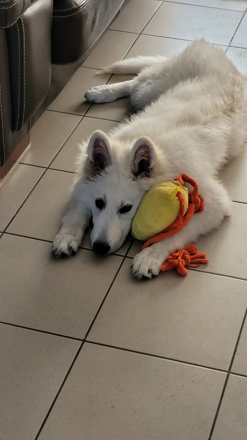 Ash Du Moulin De Beuvry