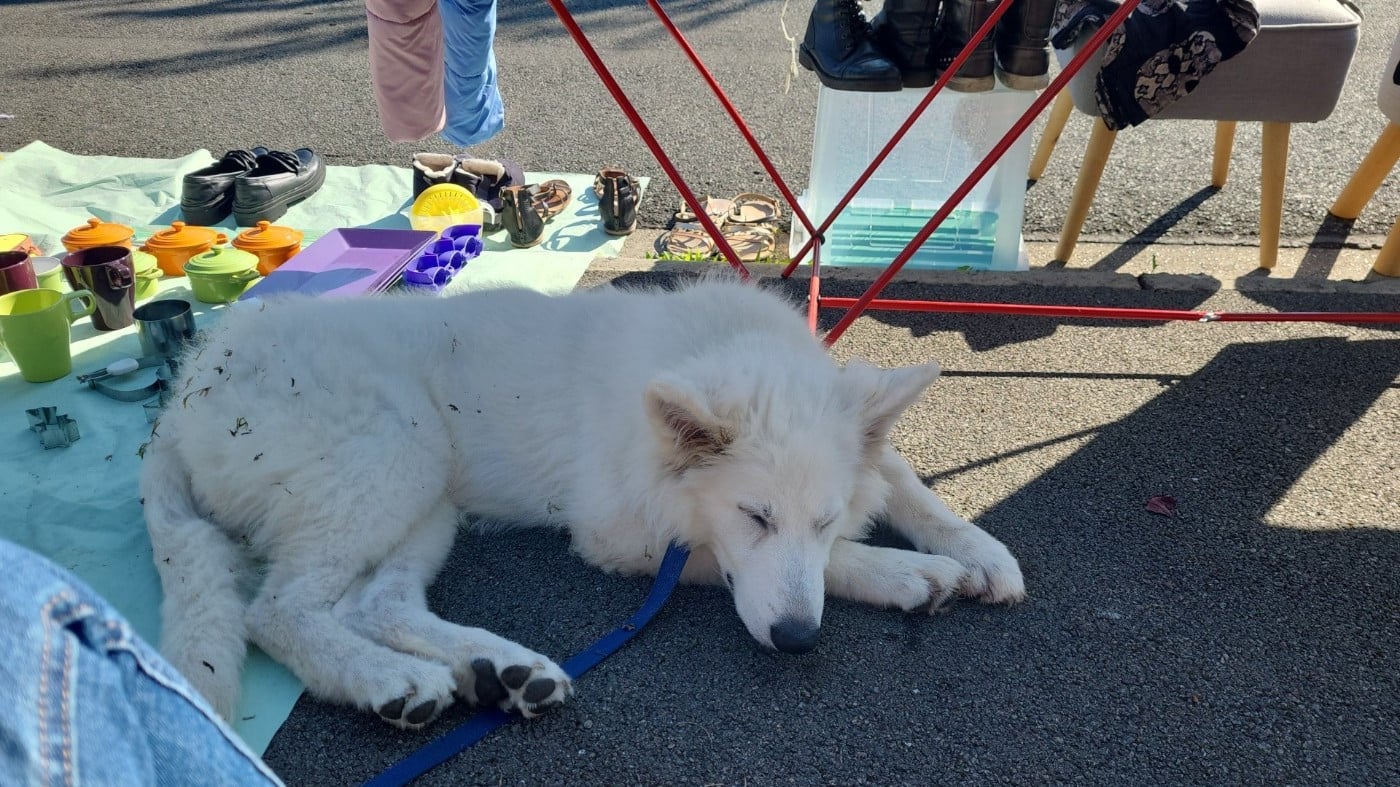 Ash Du Moulin De Beuvry