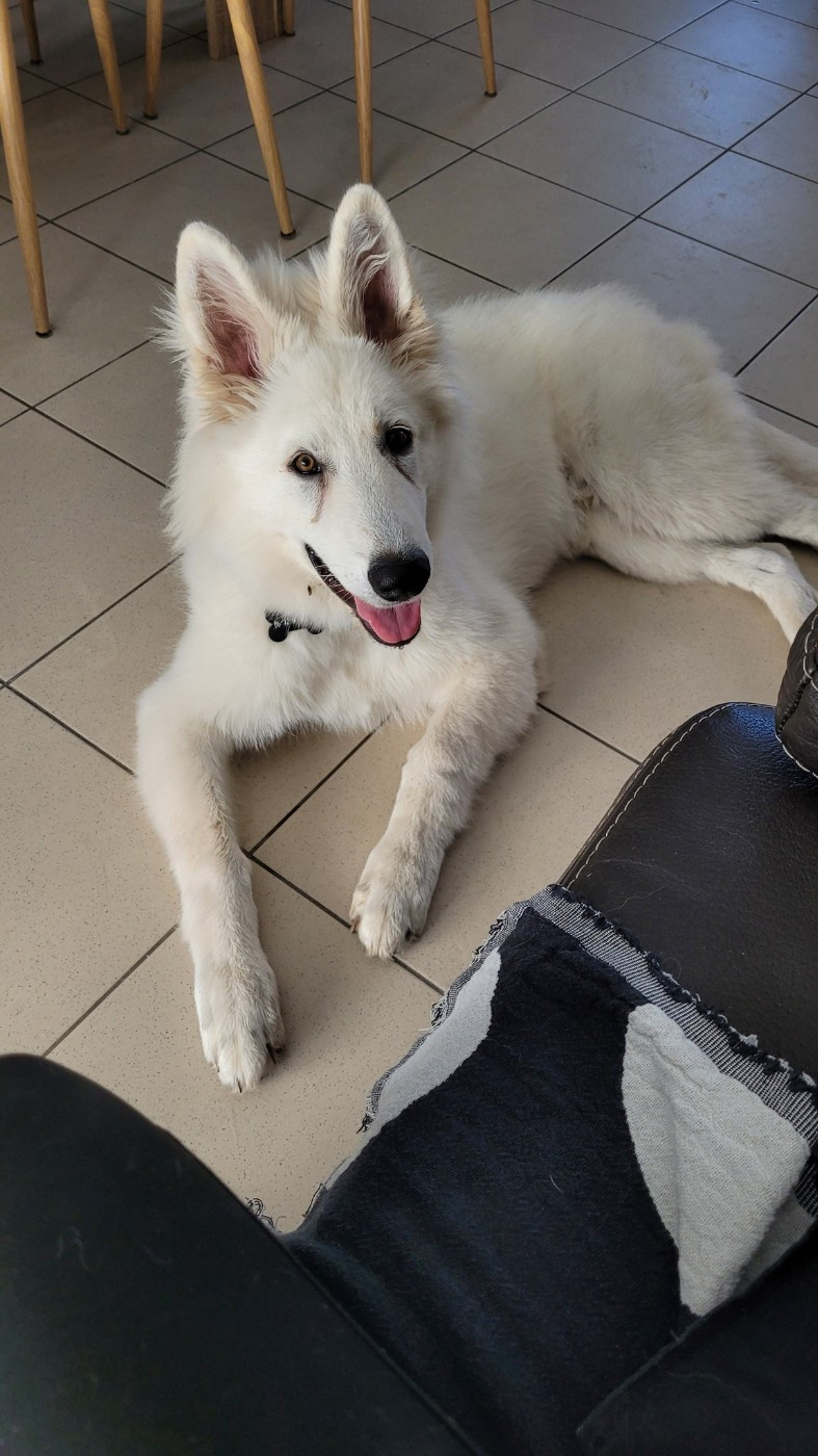 Ash Du Moulin De Beuvry