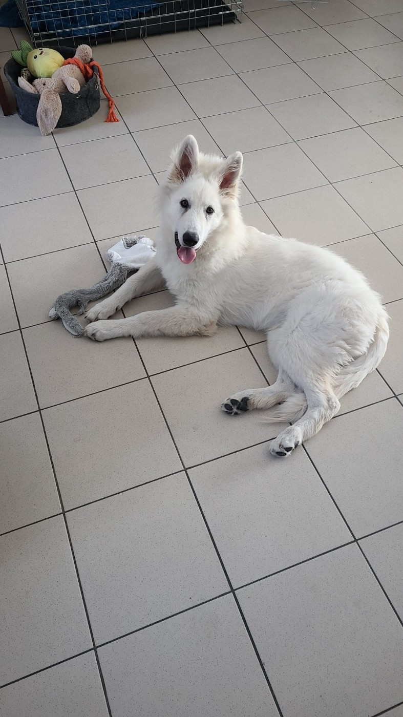 Ash Du Moulin De Beuvry