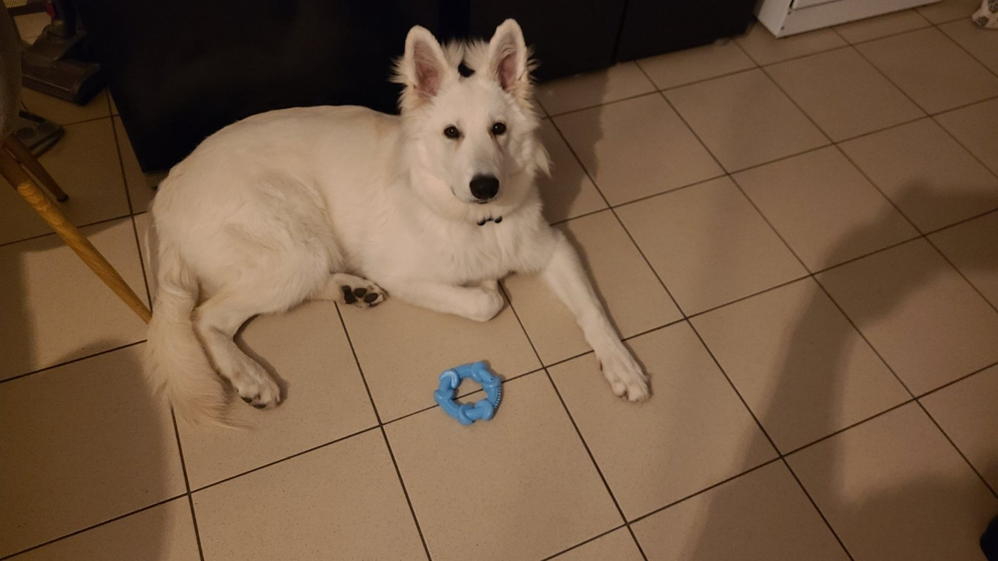 Ash Du Moulin De Beuvry