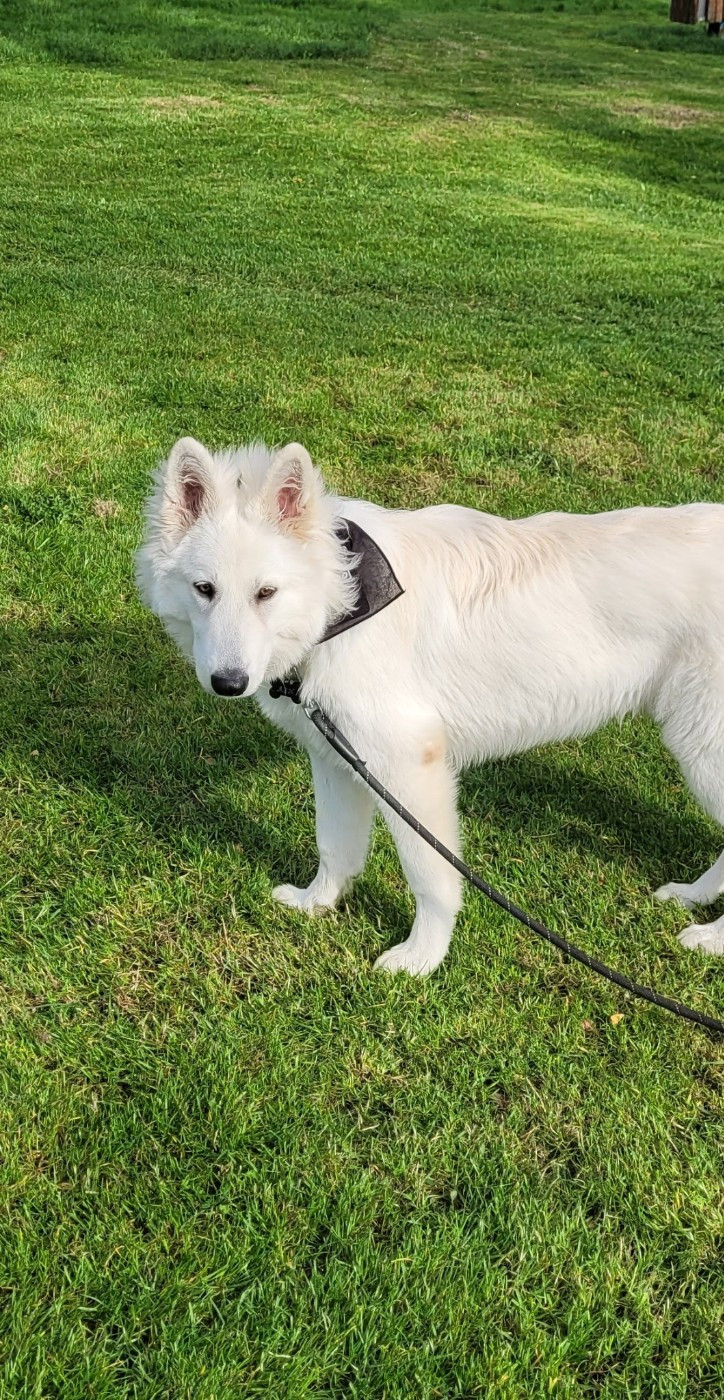 Ash Du Moulin De Beuvry