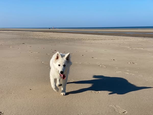 Ati Du Moulin De Beuvry