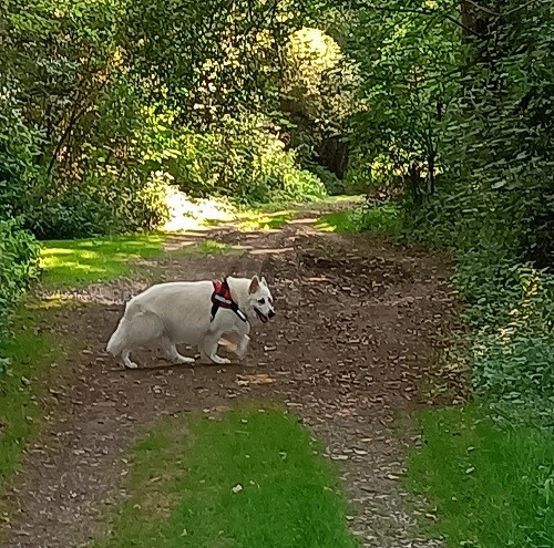 Iolas Du Moulin De Beuvry