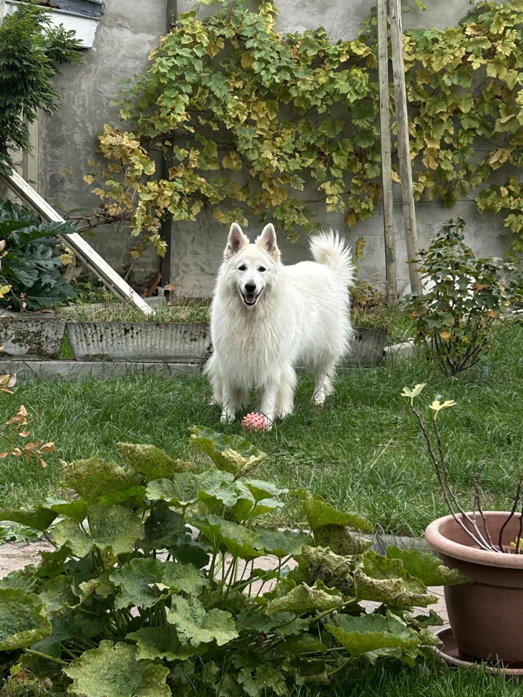 Izard Du Moulin De Beuvry