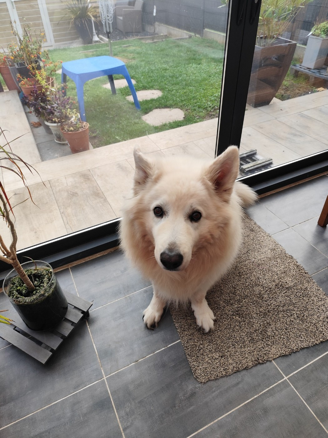 Ivoire Du Moulin De Beuvry