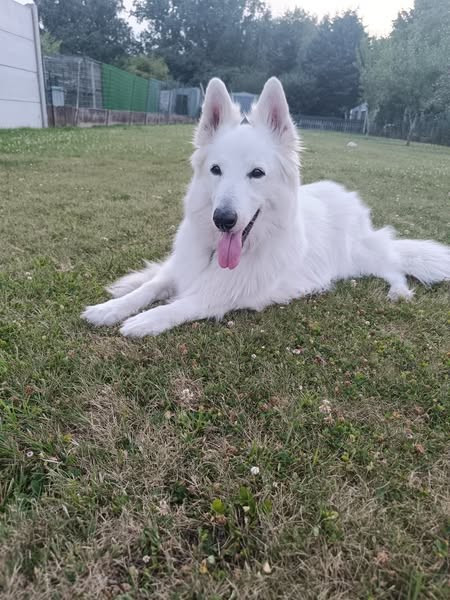 Jocko Du Moulin De Beuvry