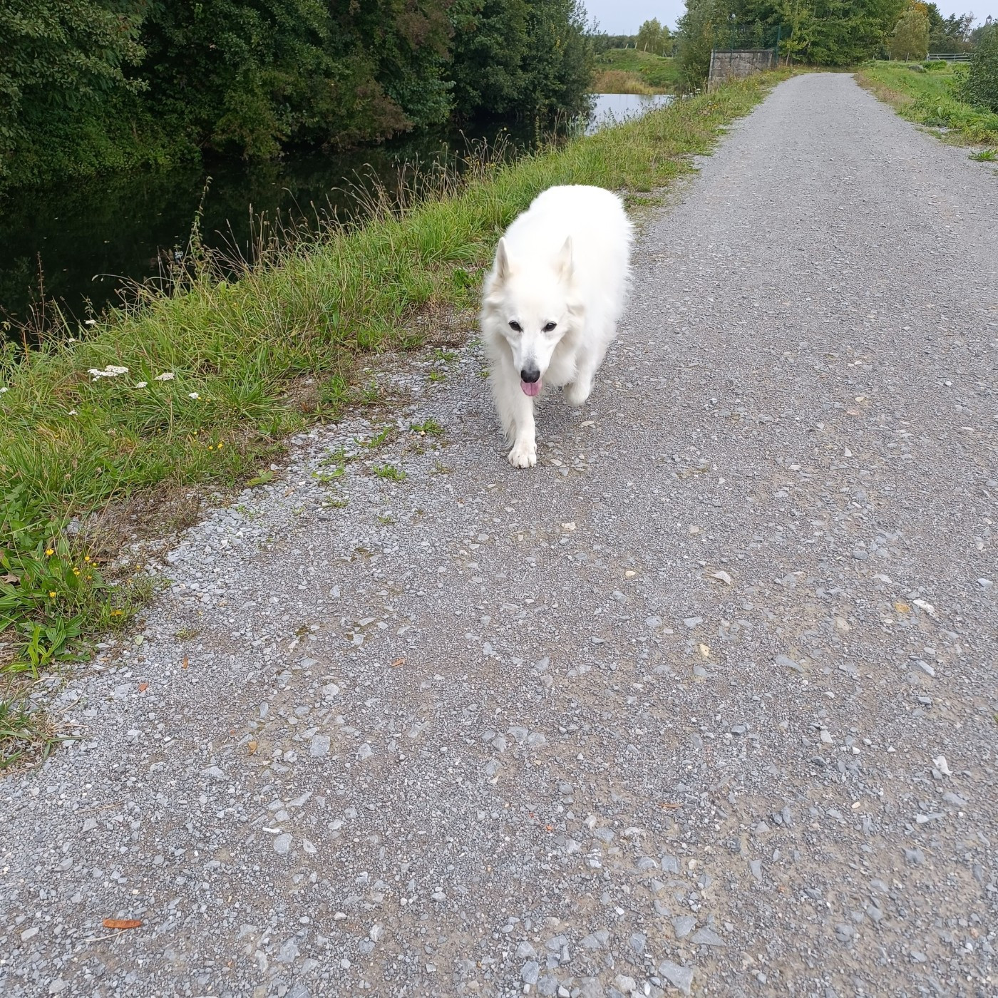 Jocko Du Moulin De Beuvry