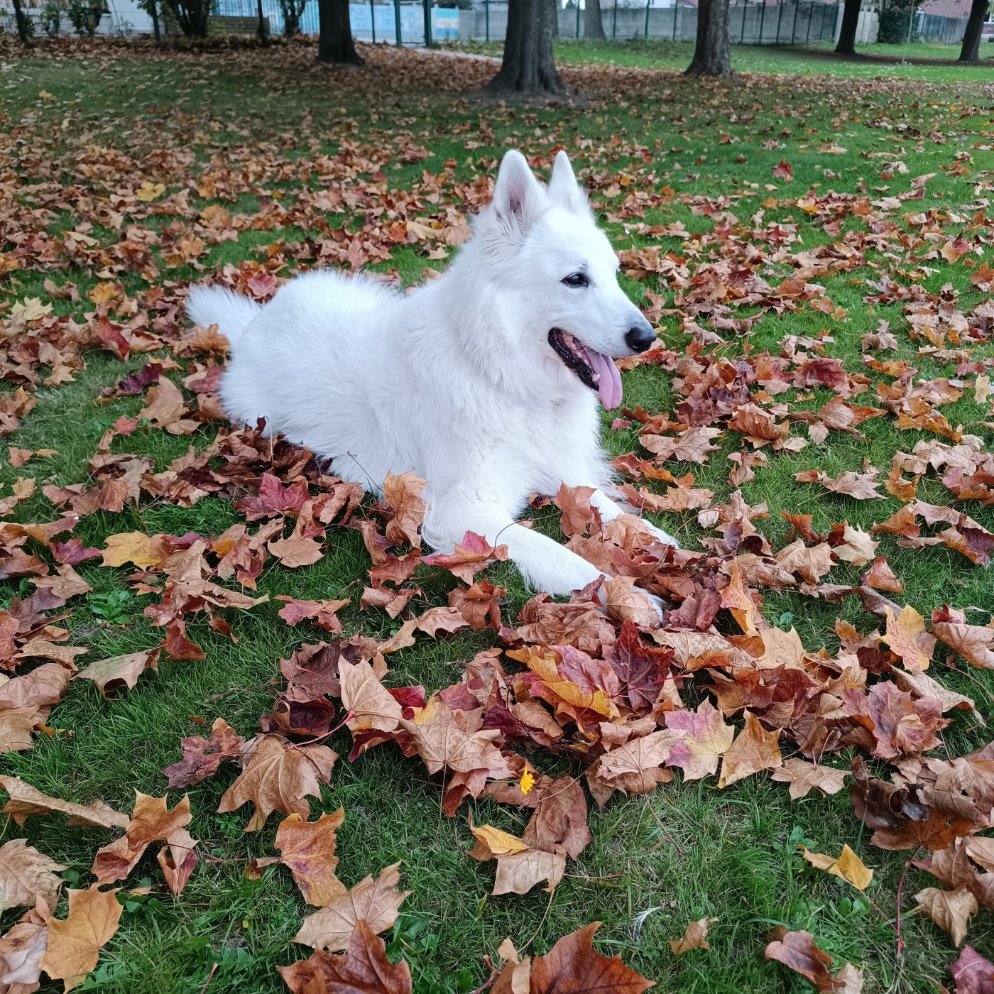 Jocko Du Moulin De Beuvry