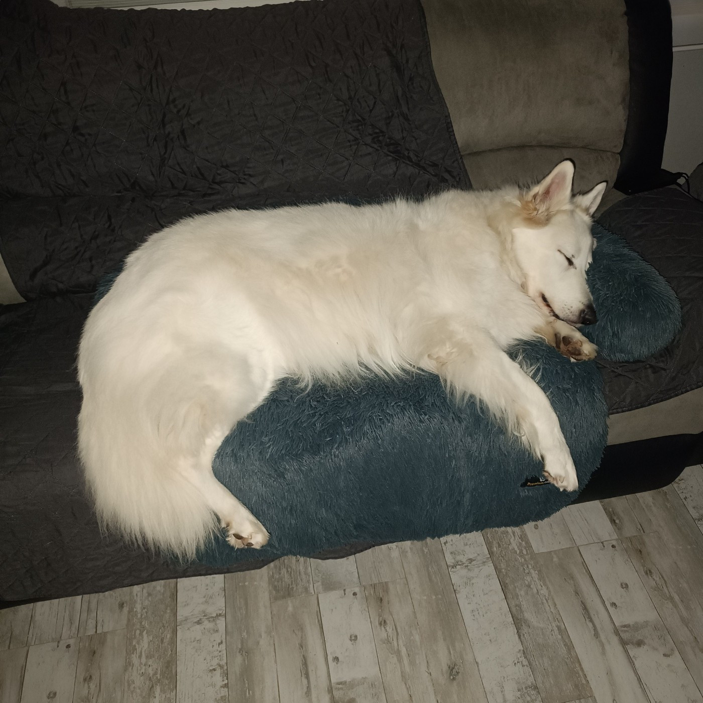 Jocko Du Moulin De Beuvry