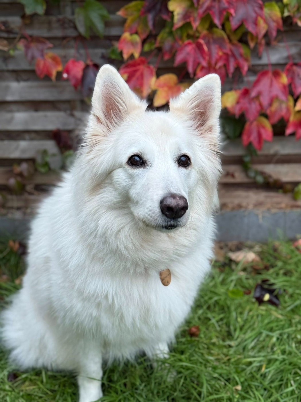 Joona Du Moulin De Beuvry