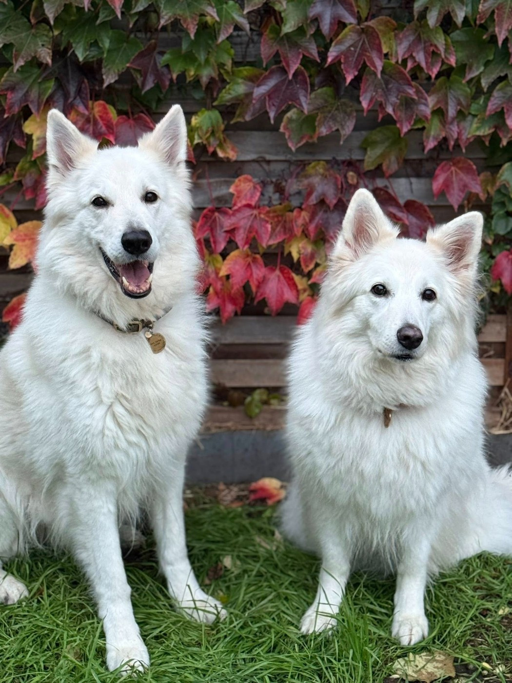 Joona Du Moulin De Beuvry