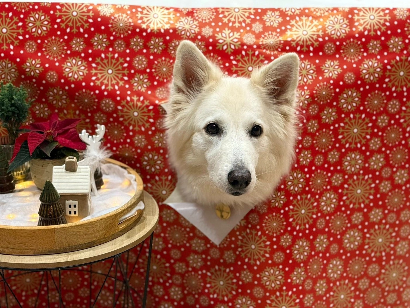 Joona Du Moulin De Beuvry