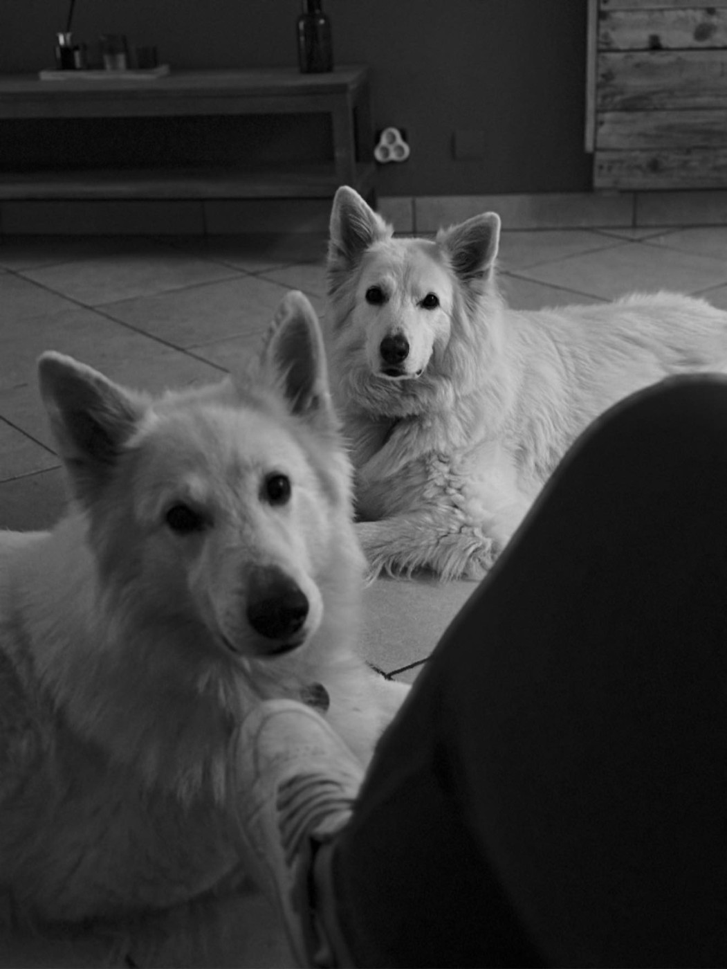 Neo lefko lykos Du Moulin De Beuvry