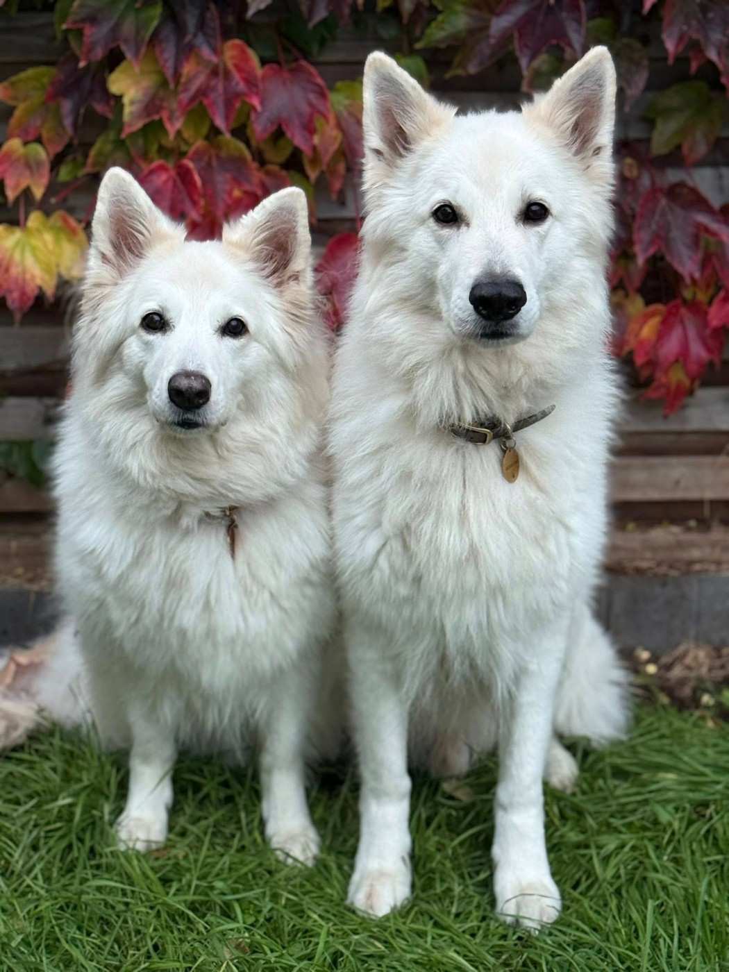 Neo lefko lykos Du Moulin De Beuvry