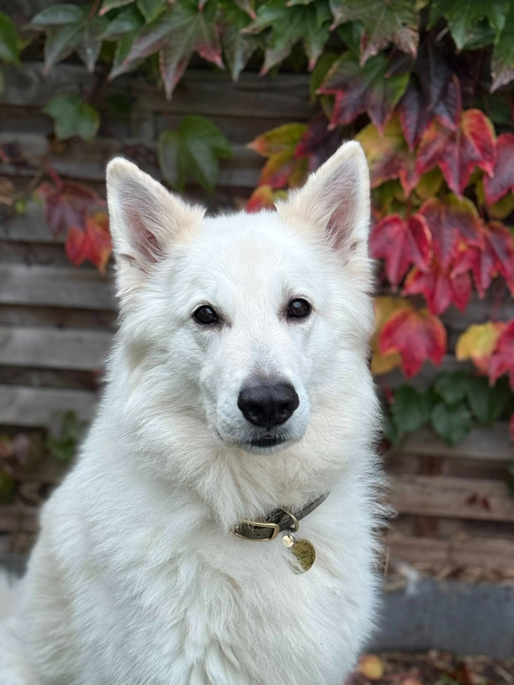Neo lefko lykos Du Moulin De Beuvry