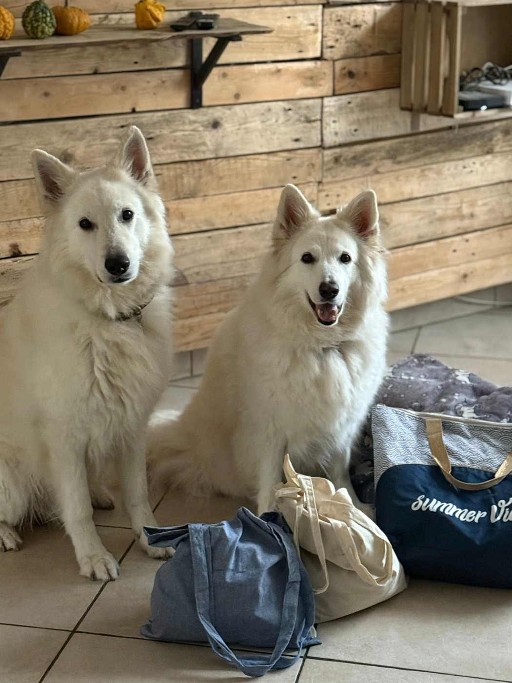 Neo lefko lykos Du Moulin De Beuvry