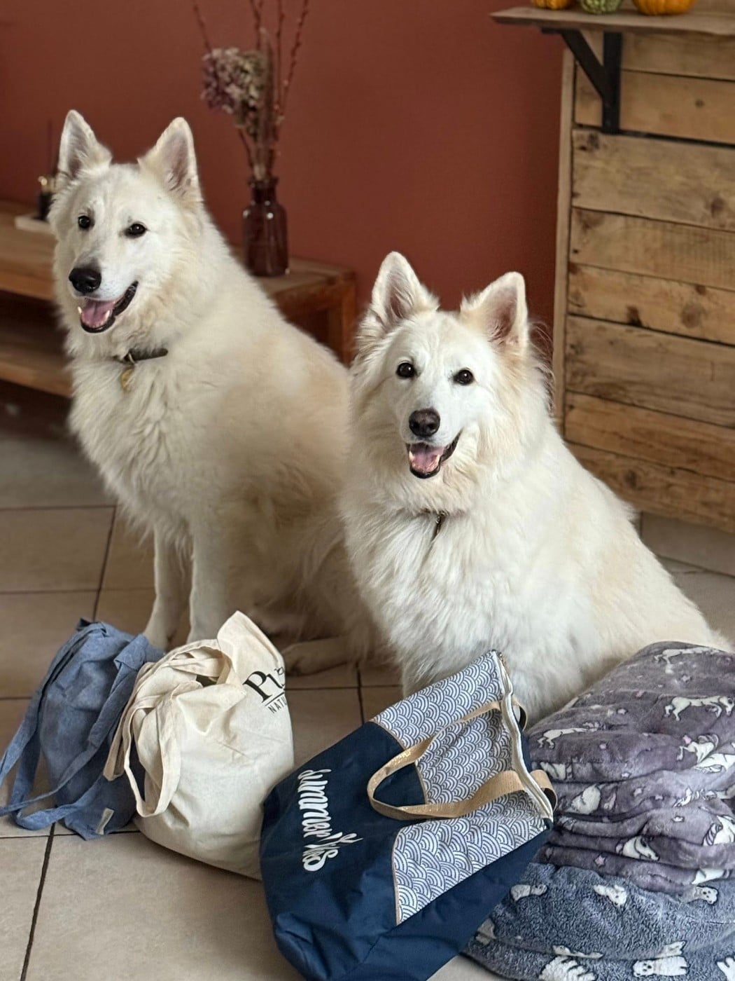 Neo lefko lykos Du Moulin De Beuvry