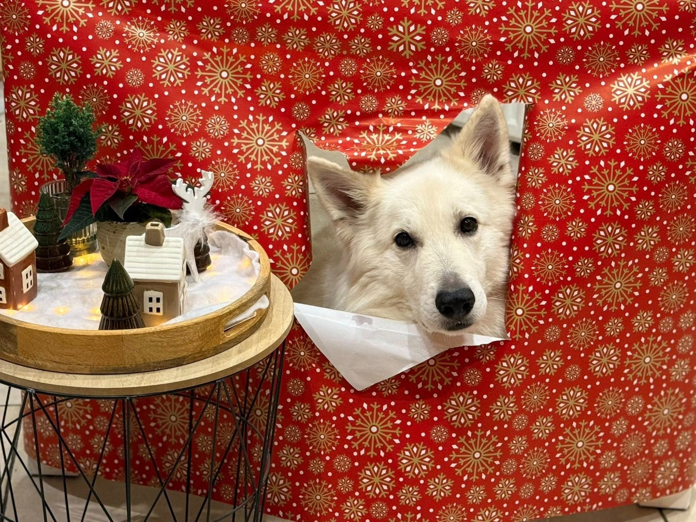 Neo lefko lykos Du Moulin De Beuvry