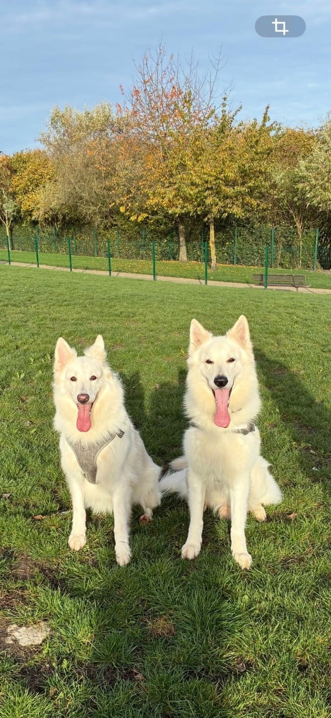 Neo lefko lykos Du Moulin De Beuvry