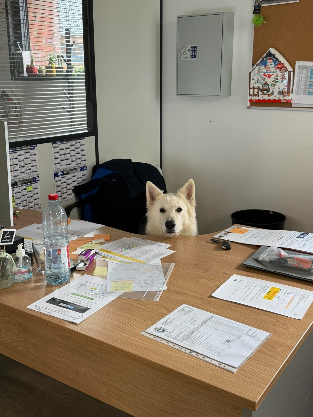 Neo lefko lykos Du Moulin De Beuvry