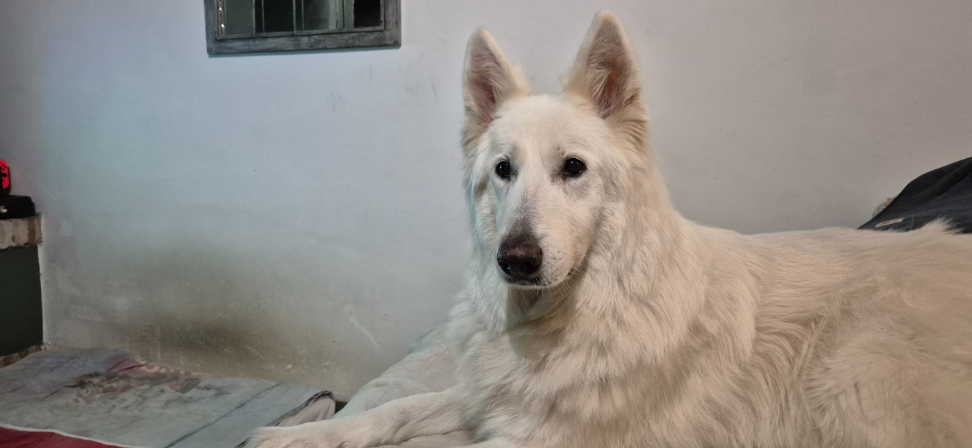 Jumpy Du Moulin De Beuvry