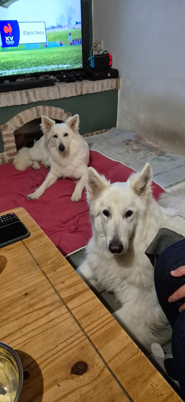 Jumpy Du Moulin De Beuvry