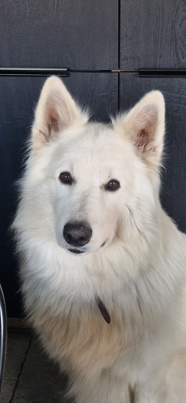 M'luffy Du Moulin De Beuvry