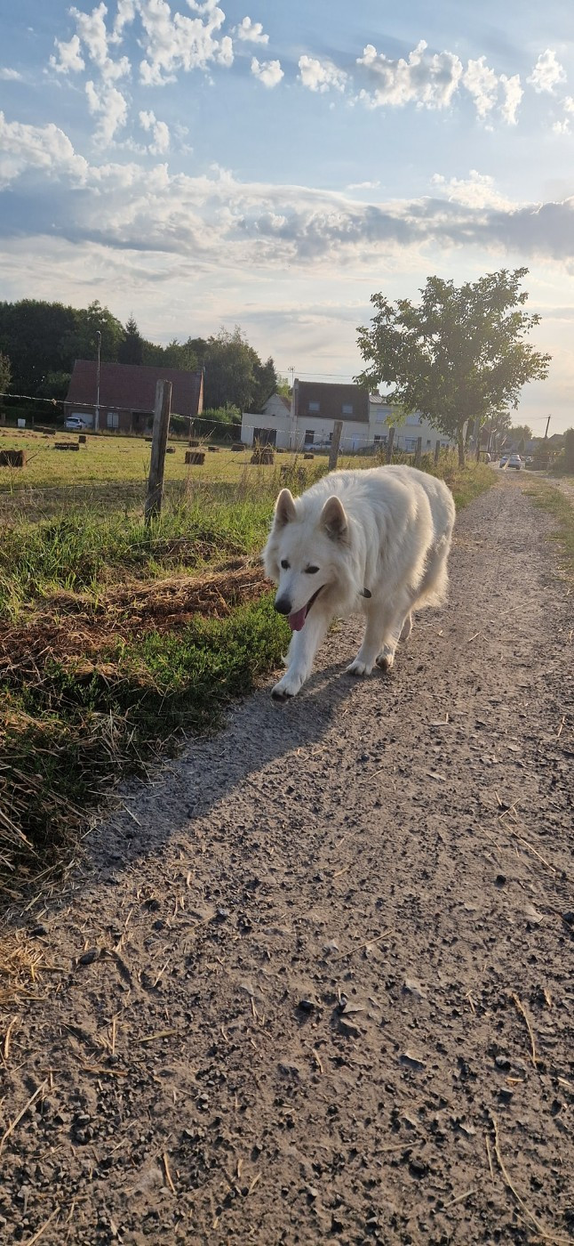 M'luffy Du Moulin De Beuvry