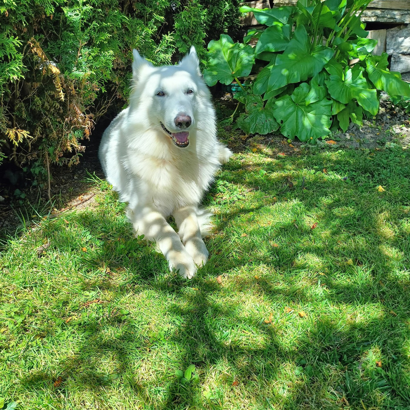 Macao Du Moulin De Beuvry