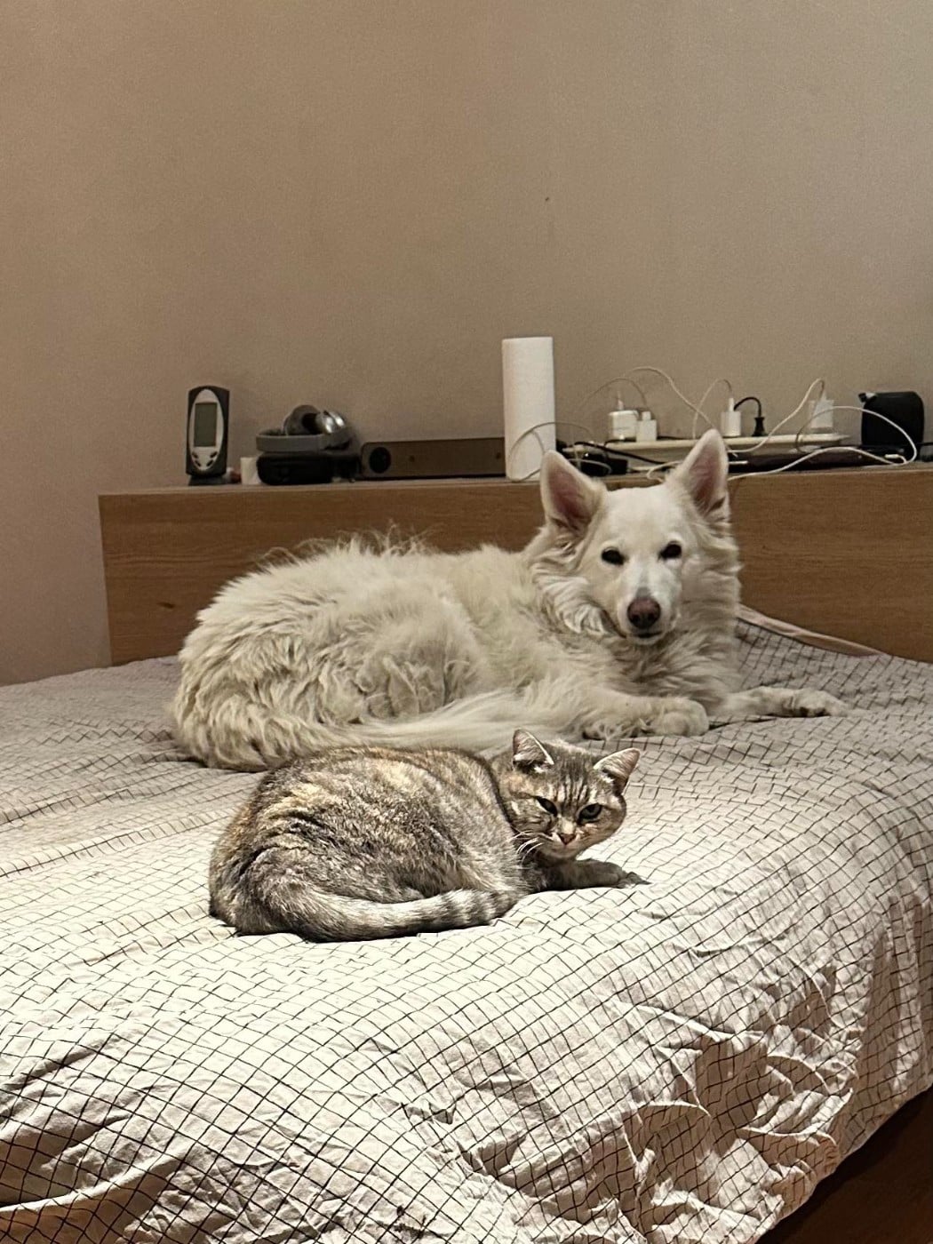 Meïka Du Moulin De Beuvry