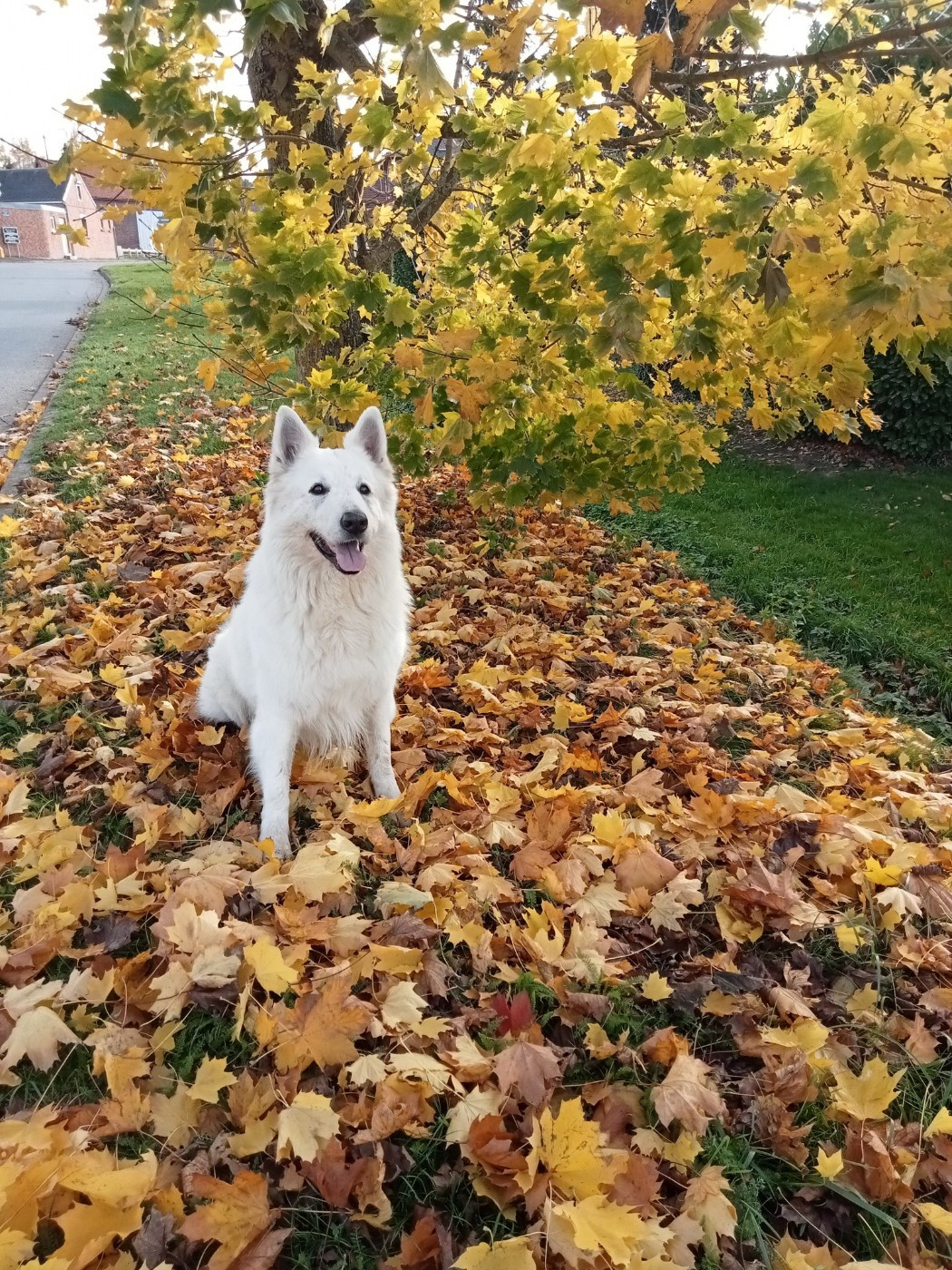Meo Du Moulin De Beuvry