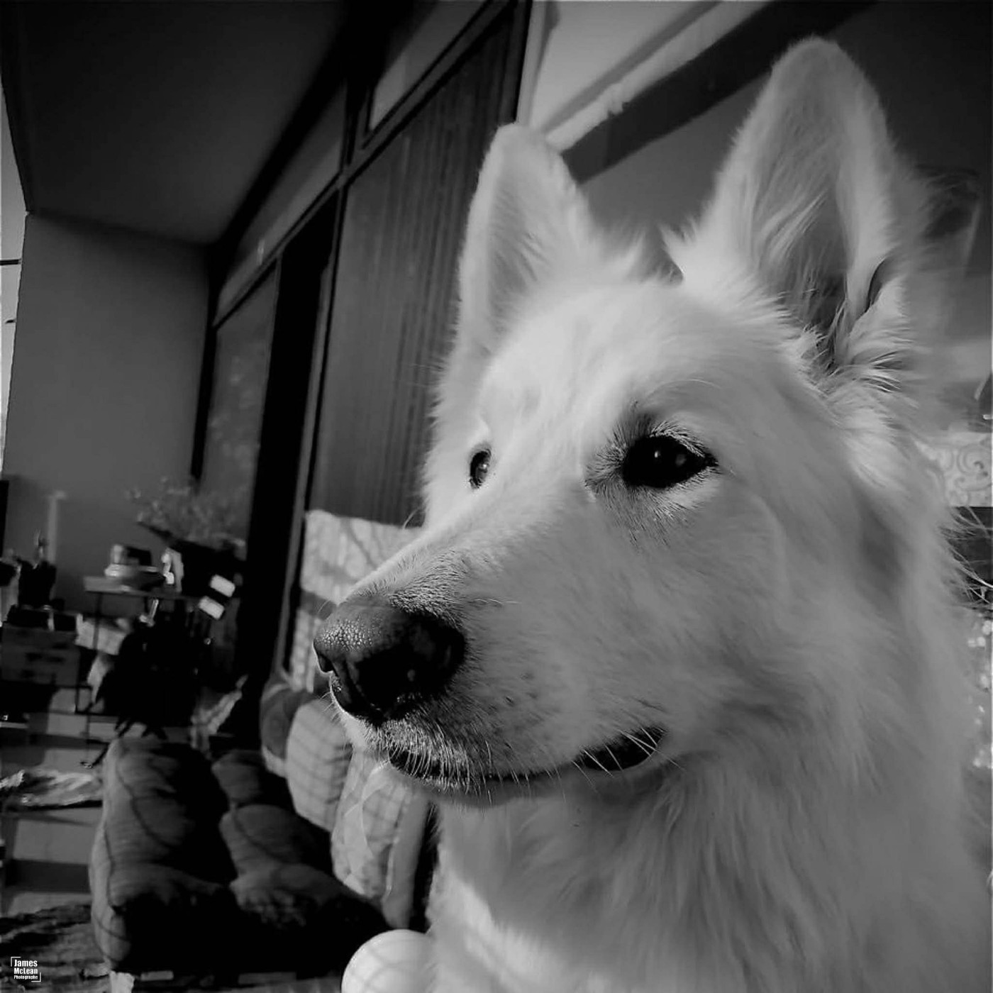 N'tom Du Moulin De Beuvry