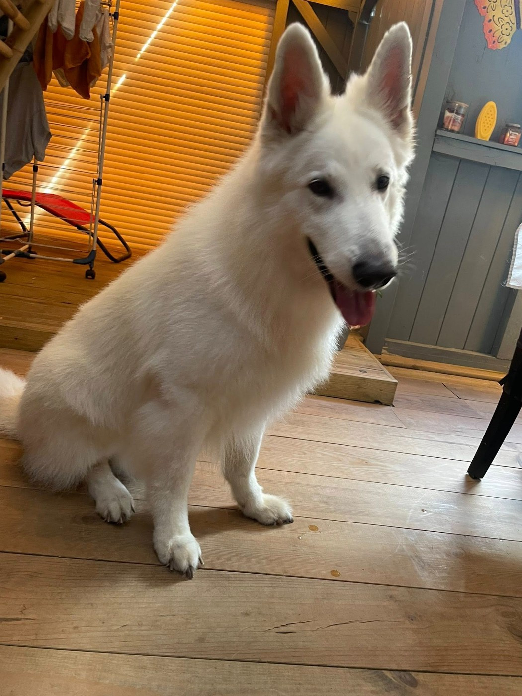 Neyko Du Moulin De Beuvry