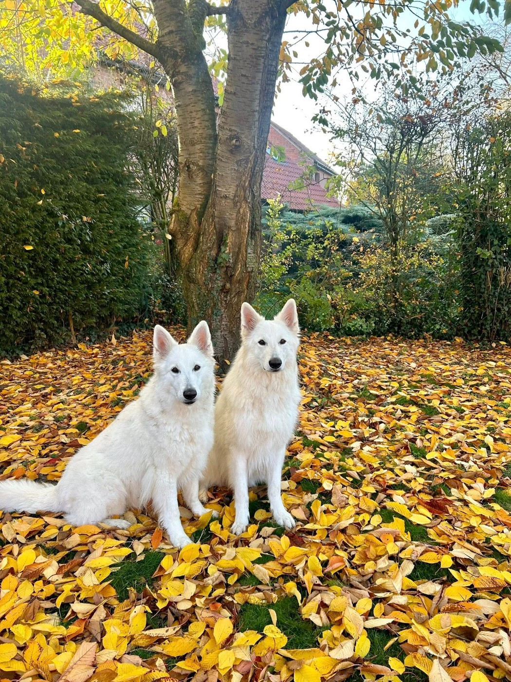 Roni Du Moulin De Beuvry
