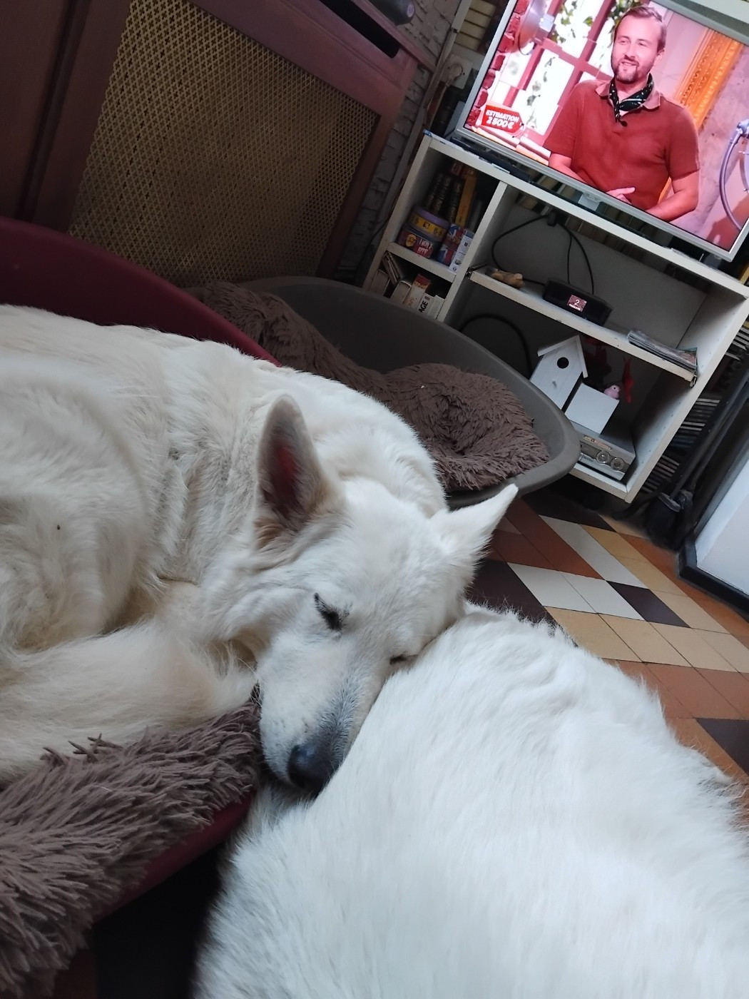 O'nymeria Du Moulin De Beuvry