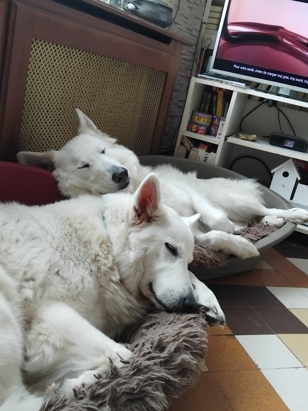 Osiris Du Moulin De Beuvry