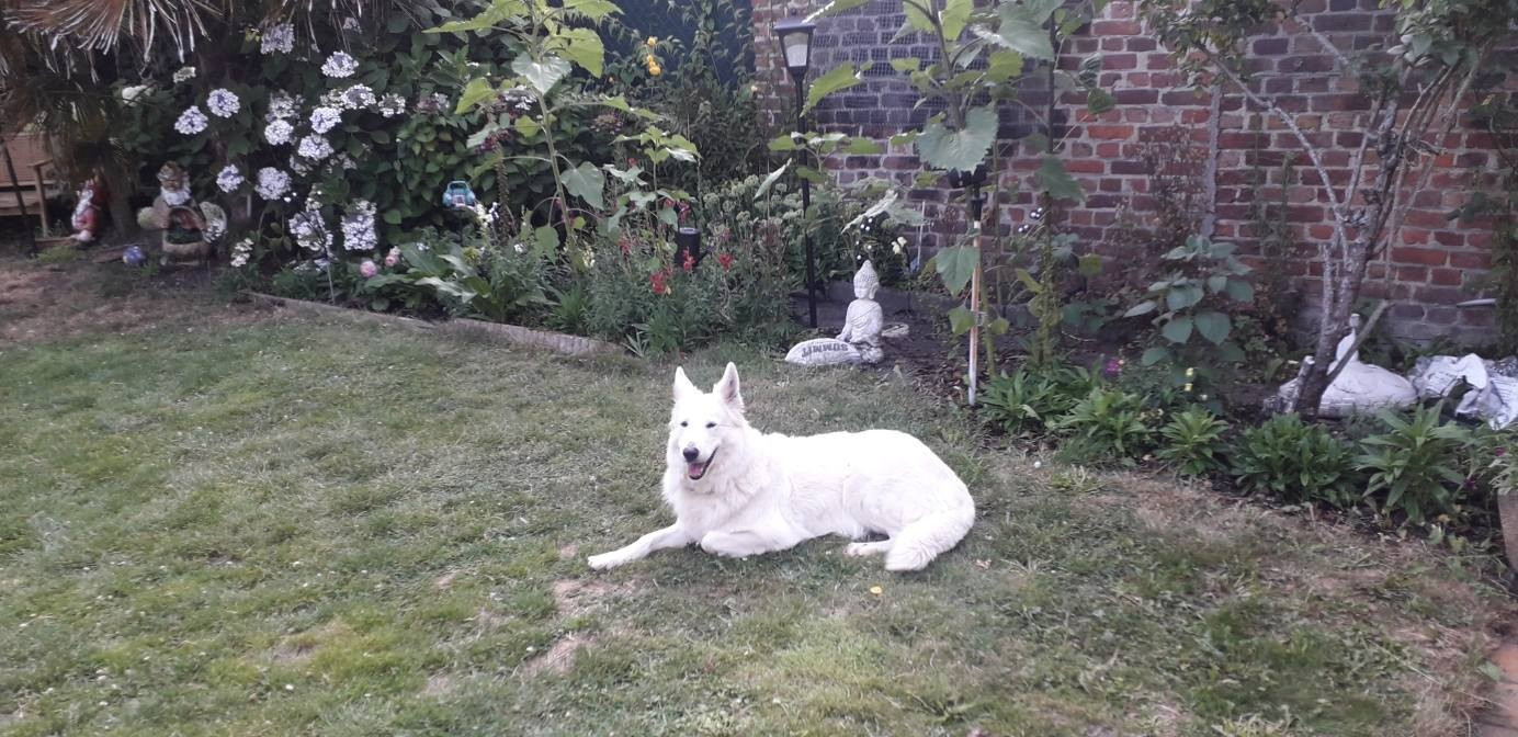 Osiris Du Moulin De Beuvry