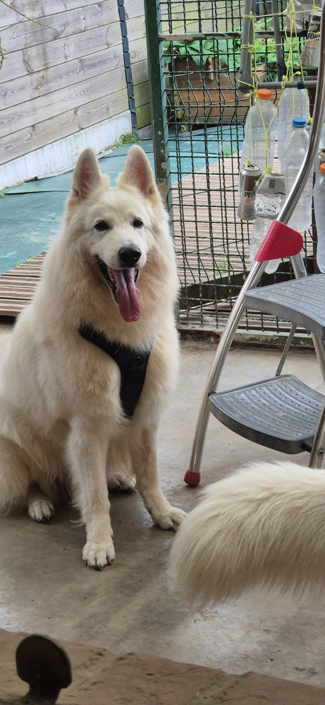 Obi wan kenobi Du Moulin De Beuvry