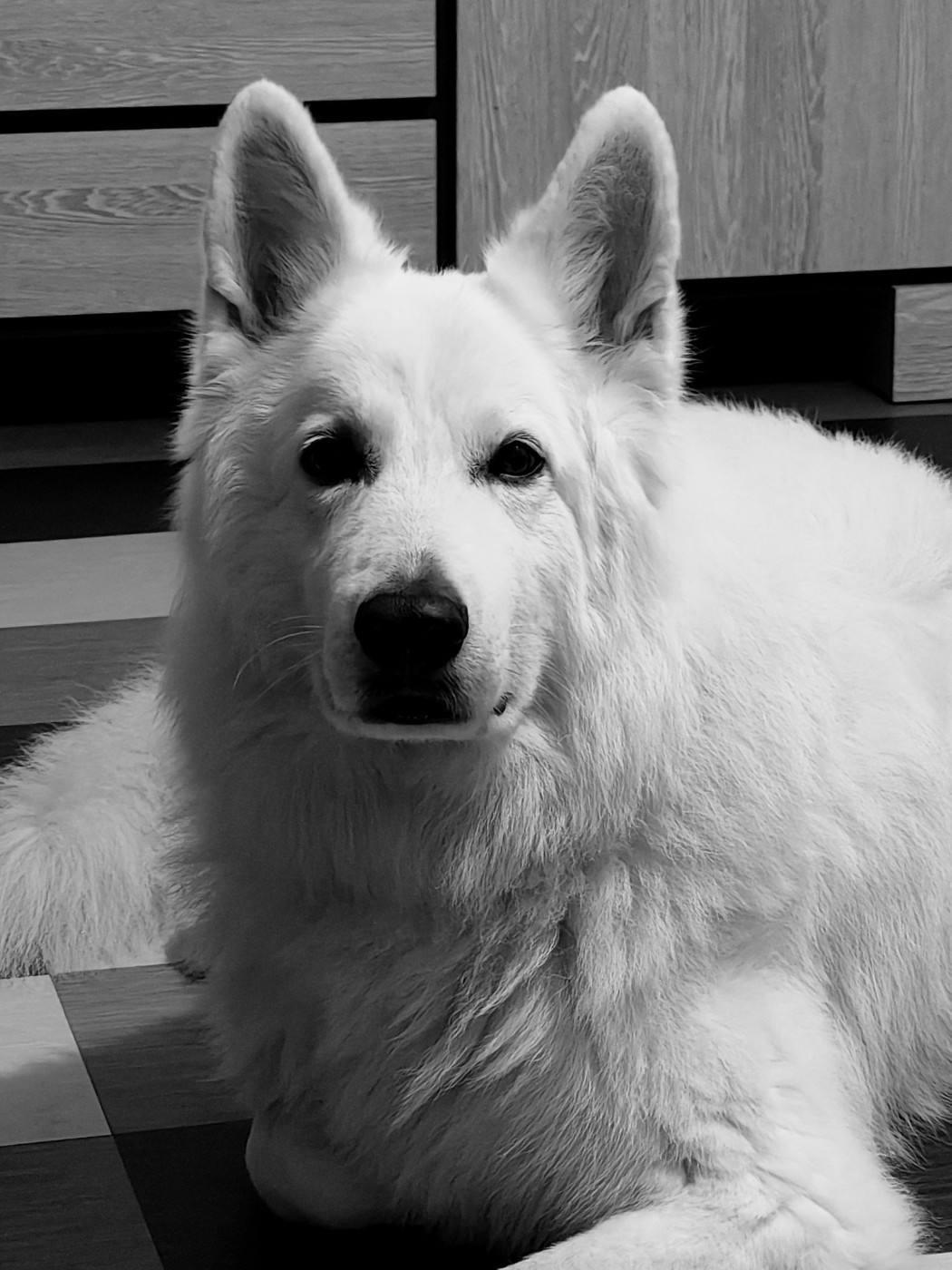 Obi wan kenobi Du Moulin De Beuvry